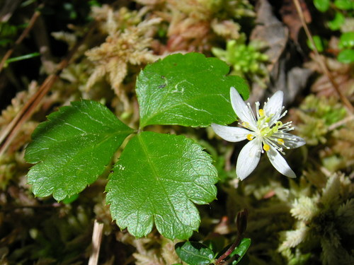 The beauty of how Coptis Chinensis supports respiratory health 